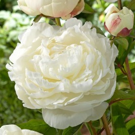 Bijūnas puikusis ( lot. peonia lactiflora) Elsa Sass, 2025 ruduo Bijūnas puikusis ( lot. peonia lactiflora) Elsa Sass, 2025 ruduo