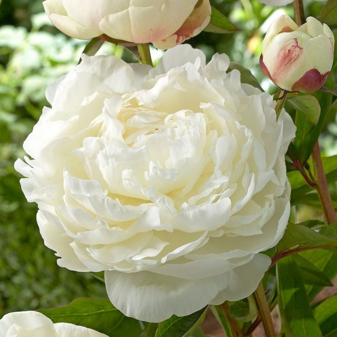 Bijūnas puikusis ( lot. peonia lactiflora) Elsa Sass, 2025 ruduo