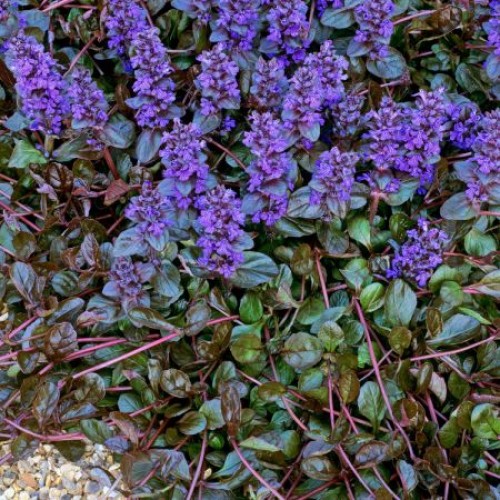 Vaisgina (lot. Ajuga tenorii ) Braun Hertz