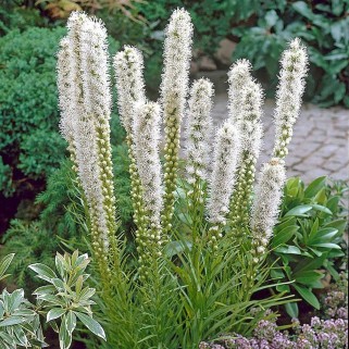 Liatris  (lot. Liatris spicata )  Floristian White