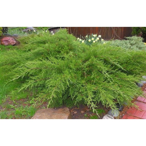 Kadagys tarpinis ( lot. Juniperus media)  Mint Julep