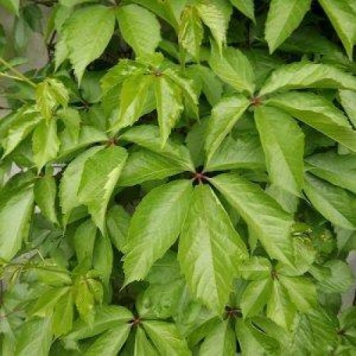 Vinvytis penkialapis ( lot.Parthenocissus quinq.)  Redwall Troki