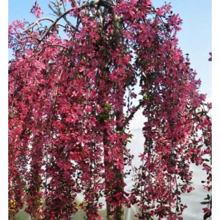 Obelis dekoratyvinė(lot. Malus )  Royal Beauty