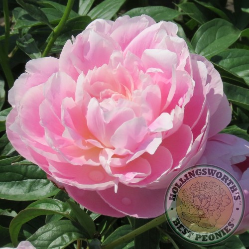 Bijūnas puikusis ( lot. peonia lactiflora) Mrs Franklin Rossevelt 2025 ruduo