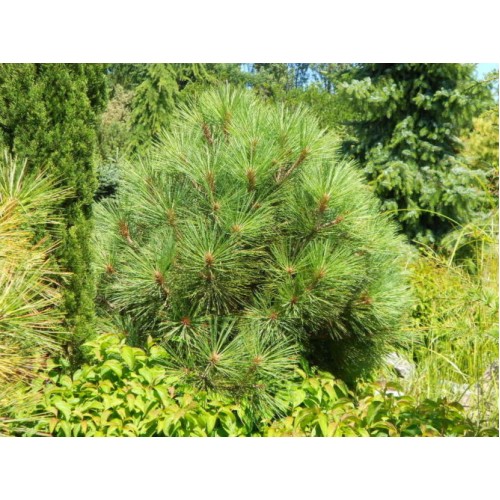 Pušis žefrėjaus ( lot. Pinus jeffrey) Joppi