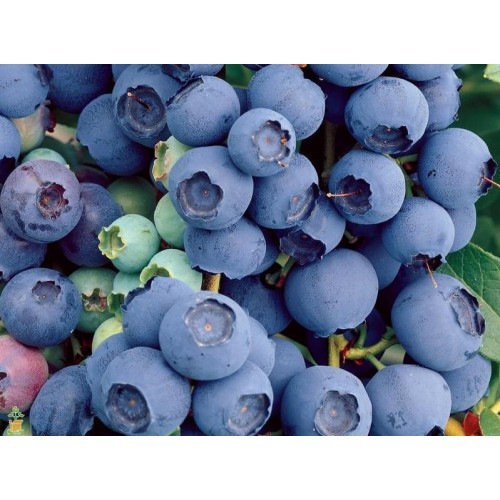 Šilauogė aukštoji ( lot. Vaccinium corymbosum) Bluecrop