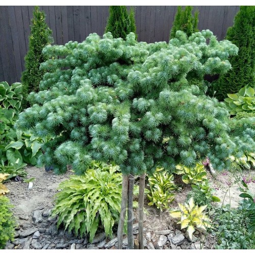 Maumedis japoninis ant koto( lot. Larix kaempferi) Blue Dwarf