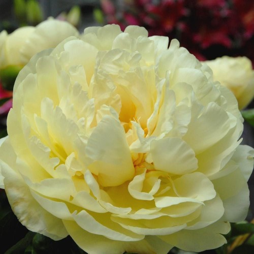 Bijūnas ( lot. peonia hybrida)  ITOH Lemon Chiffon 2025 ruduo