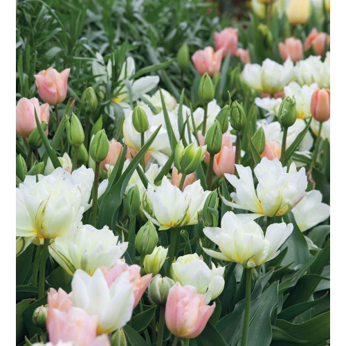 Tulpių derinys ,,Romantiškas pasivaikščiojimas, 10 vnt