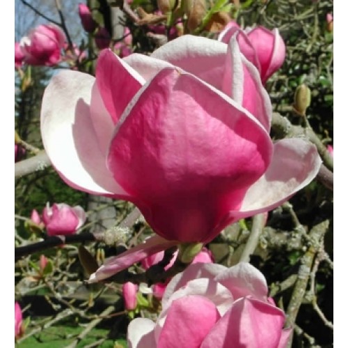 Magnolija  sulanžo (lot. Magnolia soulangeana)  Rustica Rubra