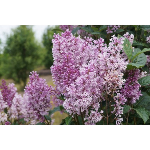 Alyva prestono ( lot.Syringa x prestoniae) 'MINUET'