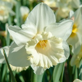 Narcizas ( lot.Narcissus) Mount Hood, 5 vnt Narcizas ( lot.Narcissus) Mount Hood, 5 vnt