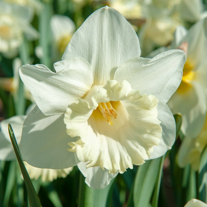 Narcizas ( lot.Narcissus) Mount Hood, 50 vnt