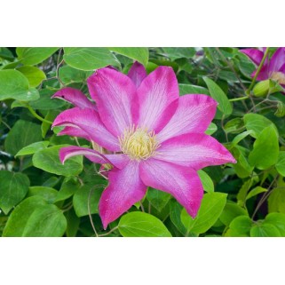 Raganė ( lot.Clematis) Kakio Pink Champagne