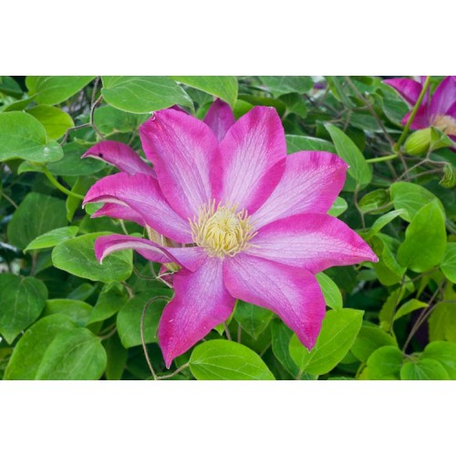 Raganė ( lot.Clematis) Kakio Pink Champagne