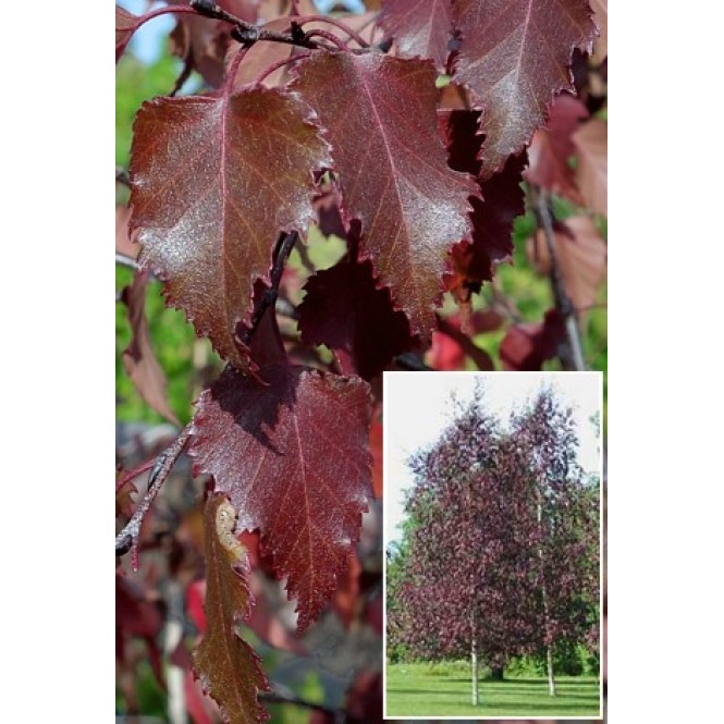 Beržas karpotasis ( lot. Betula pendula) Royal Frost