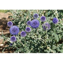 Bandrenis žydrasis ( lot. Echinops ritro) Platinum Blue
