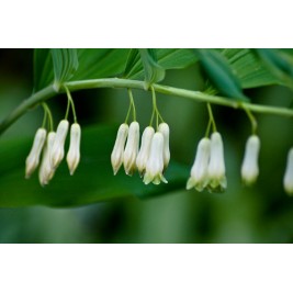 Baltašaknė daugiažiedė (lot.Polygonatum multiflorum)
