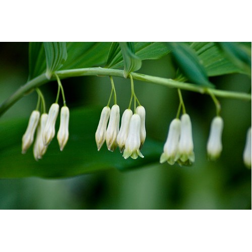 Baltašaknė daugiažiedė (lot.Polygonatum multiflorum)