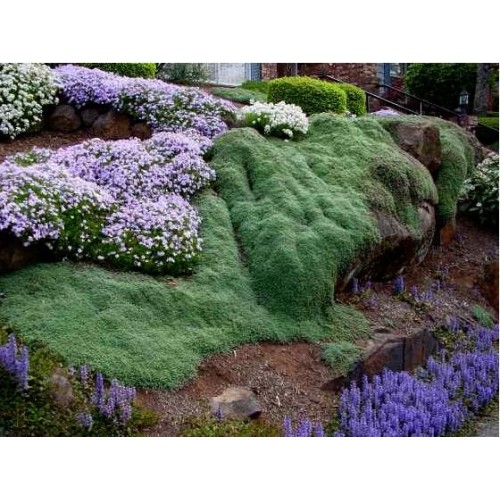 Čiobrelis ( lot. Thymus serpyllum) Pygmeus