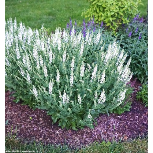 Šalavijas gojinis ( lot. Salvia nemorosa) Sensation White