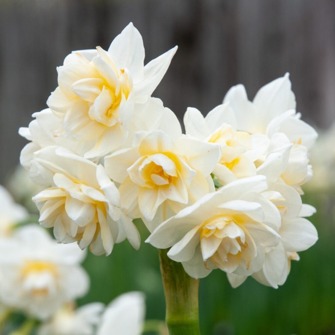 Narcizas  ( lot. Narcissus) Erlichher, 50 vnt