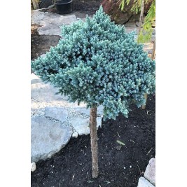 Kadagys žvynuotasis ant koto ( lot. Juniperus squamata)  Blue star Kadagys žvynuotasis ant koto ( lot. Juniperus squamata)  Blue star