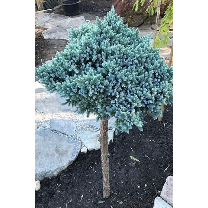 Kadagys žvynuotasis ant koto ( lot. Juniperus squamata)  Blue star