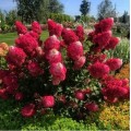 Hortenzija šluotelinė ( lot. Hydrangea paniculata) Framboisine ( Samarska Lydia )