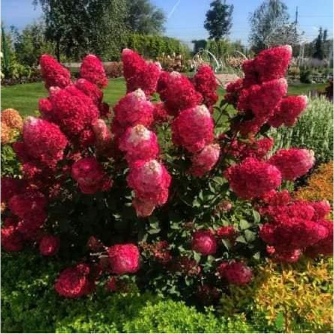 Hortenzija šluotelinė ( lot. Hydrangea paniculata) Framboisine ( Samarska Lydia )