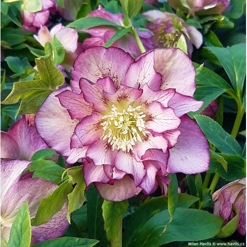Eleboras rausvažiedis  ( lot. Helleborus orientalis) Double Elen Picotee