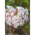 Putinas  ( lot. Viburnum bodnantense)  Charles Lamont