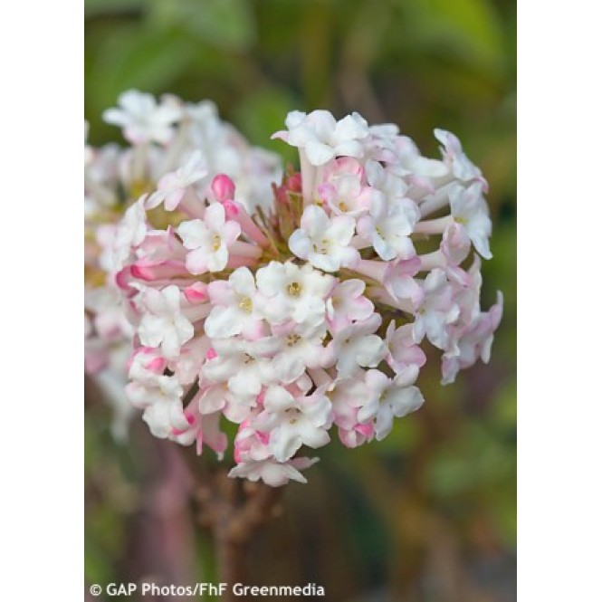 Putinas  ( lot. Viburnum bodnantense)  Charles Lamont
