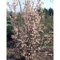 Putinas  ( lot. Viburnum bodnantense)  Charles Lamont
