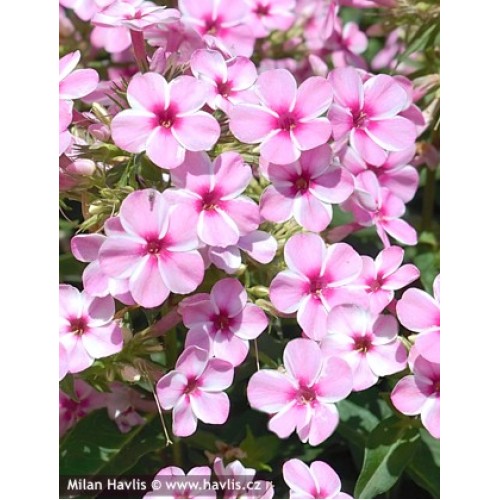 Flioksas ( Phlox paniculata)  Early Pink Candy