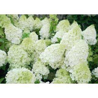 Hortenzija šluotelinė ant koto ( lot. Hydrangea paniculata) Polar Bear