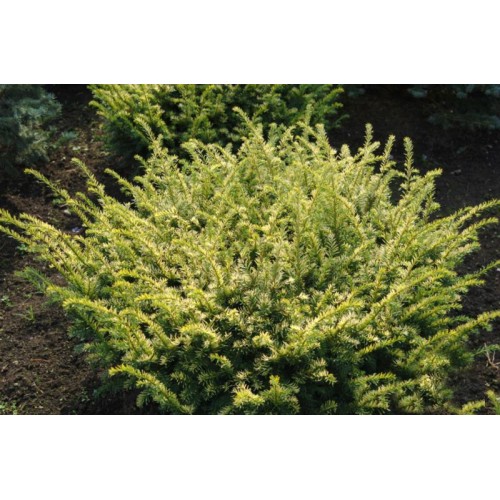 Kukmedis europinis ( lot. Taxus baccata )  Elegantissima