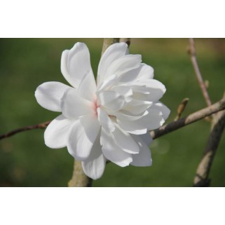 Magnolija liobnerio  (lot.Magnolia x loebneri ) WILDCAT
