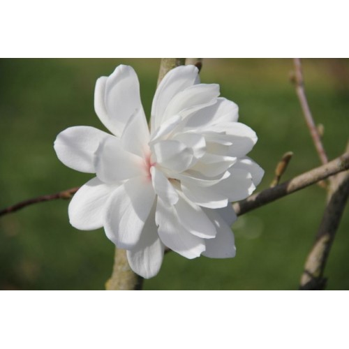 Magnolija liobnerio  (lot.Magnolia x loebneri ) WILDCAT