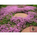 Čiobrelis paprastasis ( lot. Thymus serpyllum) Magic Carpet