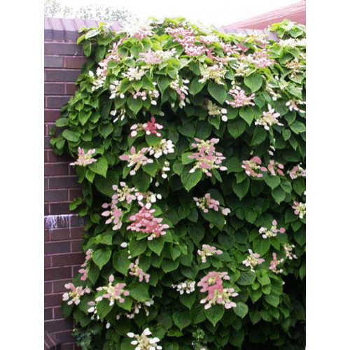 Skeltė hortenzinė (lot. Hydrangea hydrangeoides) Roseum