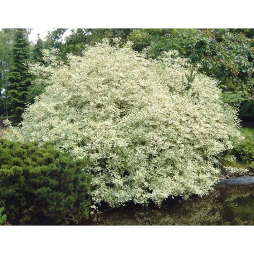 Sedula palaipinė ( lot. Cornus sericea) White Gold