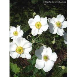 Plukė (lot. Anemone hybrida) Andrea Atkinson