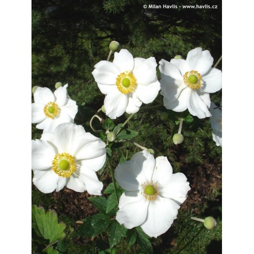 Plukė (lot. Anemone hybrida) Andrea Atkinson