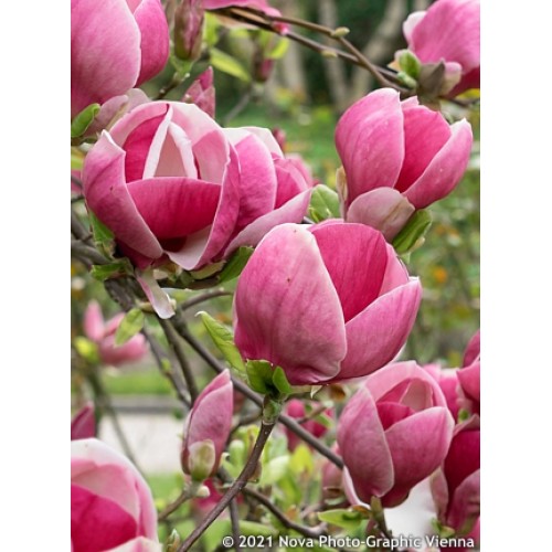 Magnolija (lot. Magnolia hybrida) Black Tulip