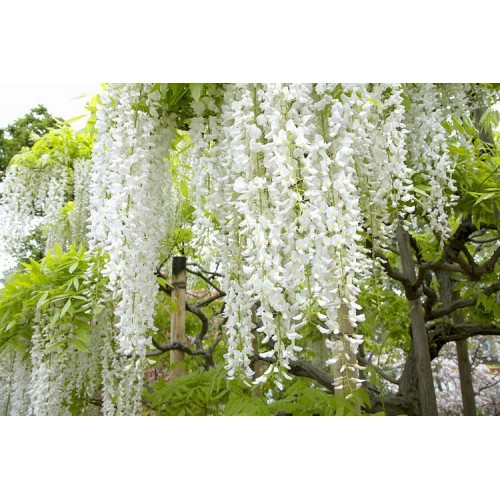 Visterija kininė ( lot. Wisteria sinensis) Alba