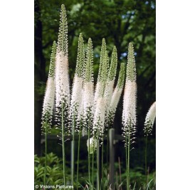 Eremuras  (lot.Eremurus ) Line Dance 