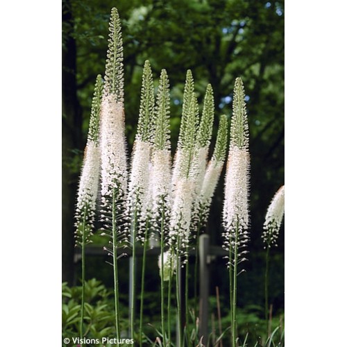Eremuras  (lot.Eremurus ) Line Dance 