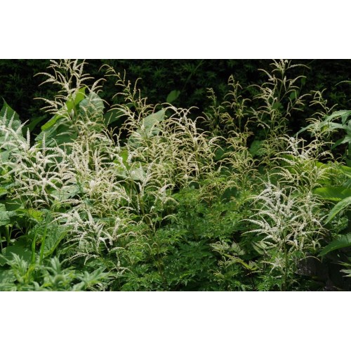 Arunkas  (lot.Aruncus dioicus) Horatio