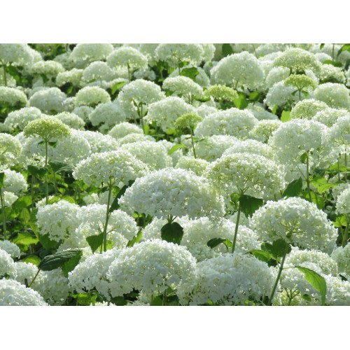 Hortenzija šviesioji (Hydrangea arborescens)  Strong Annabelle